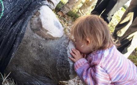 小女孩献吻犀牛 原因是因样这样简直太感人了