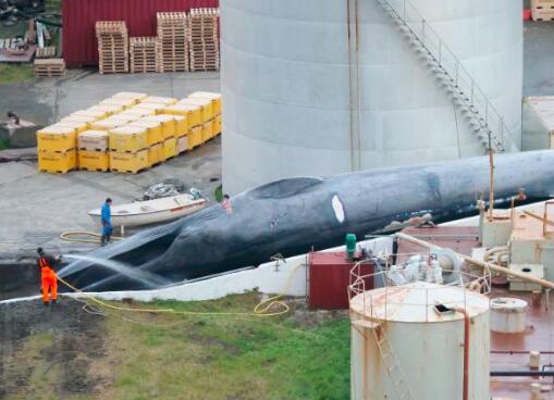 冰岛疑似捕杀蓝鲸 背后真相简直太惊人