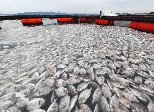 养殖场鱼集体死亡 究竟是怎么回事？