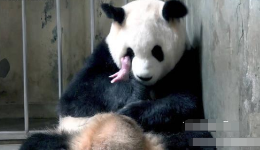成都熊猫基地诞生最重宝宝 究竟有多少斤？