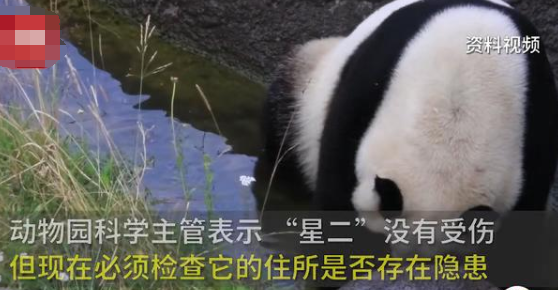 大熊猫星二逃离哥本哈根动物园 到底是怎么逃离的？
