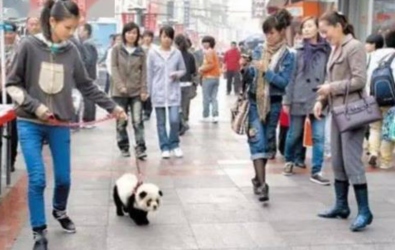 乐山熊猫狗逛街 引来路人纷纷拍照合影