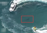大白鲨袭击冲浪者遭警方通缉 受害者因伤势过重死亡