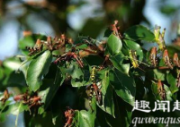 湖南永州现大批蝗虫啃食树叶飞入民居 当地出动无人机灭蝗究竟是怎么回事？