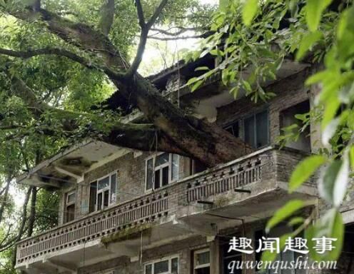 重庆400年老树穿楼生长 究竟是怎么回事？