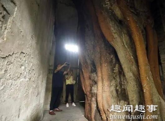 重庆400年老树穿楼生 具体是什么情况？