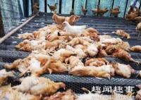 农户家450只鸡一夜惨死 民警蹲守发现意外真相到底是什么情况？