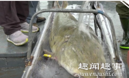 渔民江上作业捕到300斤罕见大鱼 专家检查后发现不得了到底是什么鱼这么大？