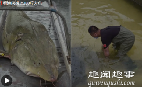 渔民江上作业捕到300斤罕见大鱼 专家检查后发现不得了究竟是怎么回事？
