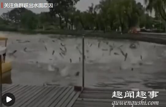 水开了?南京玄武湖鱼群跃出水面超震撼 原因曝光令人直呼神奇具体是什么情况？