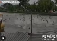 水开了?南京玄武湖鱼群跃出水面超震撼 原因曝光令人直呼神奇究竟是怎么回事？