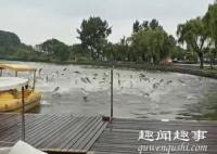 水开了?南京玄武湖鱼群跃出水面超震撼 原因曝光令人直呼神奇具体是什么情况？