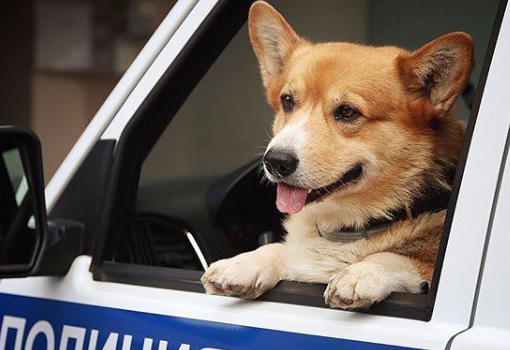 俄罗斯唯一一只柯基警犬退休 具体是什么情况？