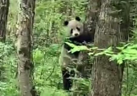 秦岭主峰5年来首现野生大熊猫 究竟是怎么回事？