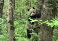 秦岭主峰5年来首现野生大熊猫 实在是太令人兴奋了
