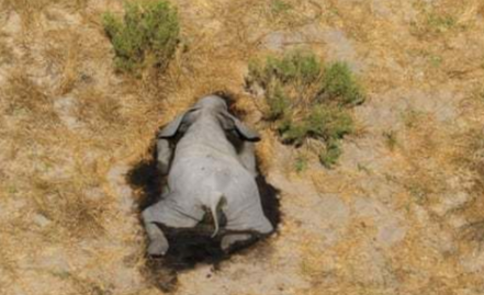 非洲350头大象接连离奇死亡 到底是奇死情况什么情况?