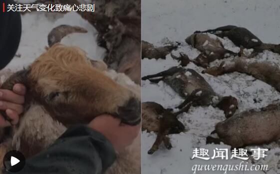 新疆牧民刚给羊群剪羊毛 几天后气温骤降悲剧发生到底是情况什么情况(现场)