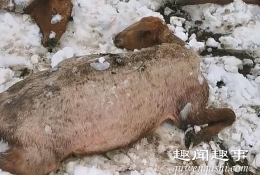 新疆牧民刚给羊群剪羊毛 几天后气温骤降悲剧发生真相曝光实在令人心痛(现场)