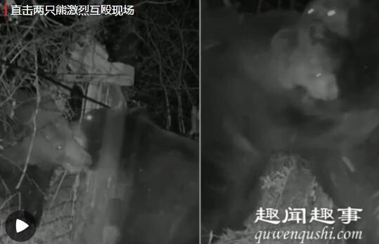 两只熊在中俄边境线大打出手 激烈互殴罕见画面被拍下实在是出手令人惊吓