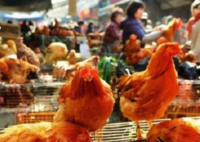 全国将逐步取消活禽市场交易 为什么要取消?