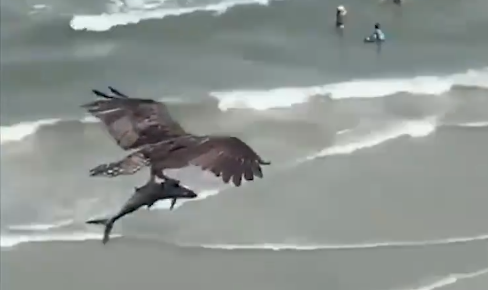 巨大老鹰从海中抓起一头鲨鱼 画面曝光实在惊人