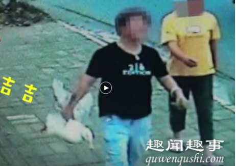 王珞丹发启事寻宠物鸭 警方：已被宰杀 抓鸭人或涉嫌盗窃到底是什么情况?