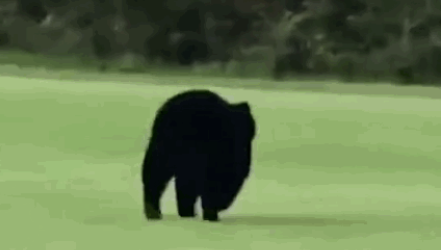 美国黑熊为脱单徒步650公里 跨州之旅就是为了求偶实在是令人个震惊