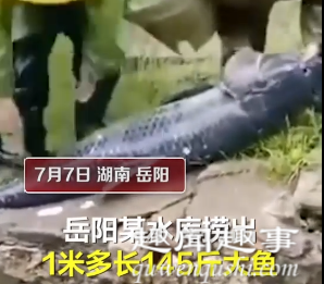 7月7日,湖南岳阳一处水库,捕捞队员捞出了条1米多长、145斤重的大鱼,现场两个人才抬起