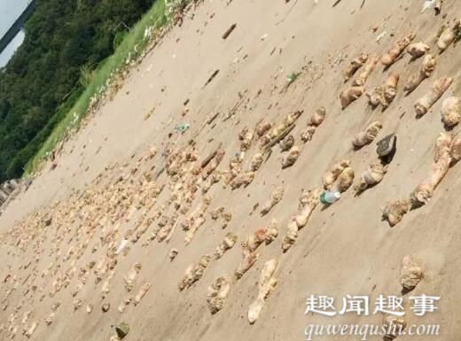 东莞海滩出现大量猪蹄 背后真相揭秘实在令人震惊