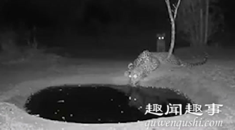 日前一段监控引发热议:一只豹子正在水坑旁喝水,忽然感觉有东西靠近,吓得跳起2米高