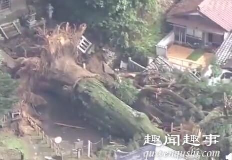 日本千年神树因大雨连根倒地 到底是因大雨连什么情况?