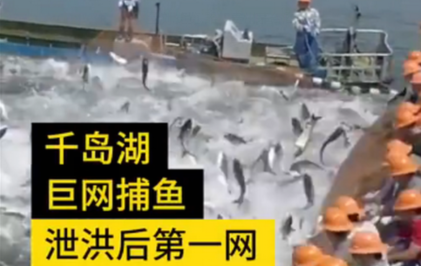 千岛湖泄洪后首网捕获50000斤鱼 到底是斤鱼什么情况?