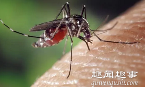 近日,蚊直网友一名博士做了项小实验,将蚊子放身上任它吸血,蚊子直接胀死。数百万网友目睹