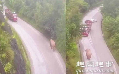震惊!云南警方出动无人机侦查 意外记录大象遇上卡车罕见现场