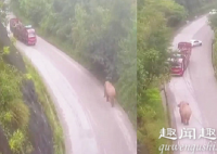 云南警方出动无人机侦查 意外记录大象遇上卡车罕见现场画面曝光实在令人震惊