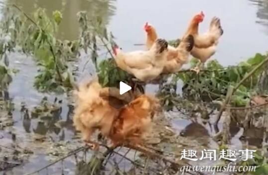 近日,梅县湖北省经历了大范围降雨过程,江河湖库水位持续上涨。群鸡黄冈市黄梅县一群鸡