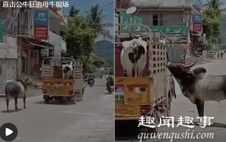 近日,村民家一头母牛被卖掉,公牛无法忍受分离一路追赶试图阻止其被带走。视频引发关注