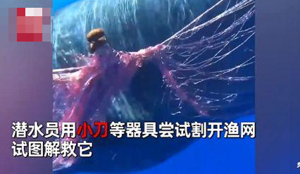 10米长抹香鲸遭渔网困住 画面曝光实在令人震惊