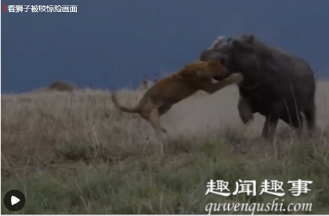 7月20日,国家地理杂志分享了一段有趣视频。一头狮子“吃豹子胆”戳醒午睡河马