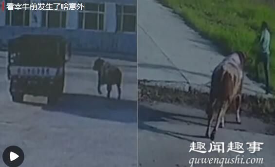 7月17日,牛被黑龙江一头1200斤的大黄牛被送往屠宰厂,宰杀前突然发生意外,有人拍下现场一幕