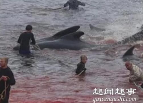 丹麦法罗群岛数百鲸鱼和海豚被捕杀 到底是数百什情什么情况?