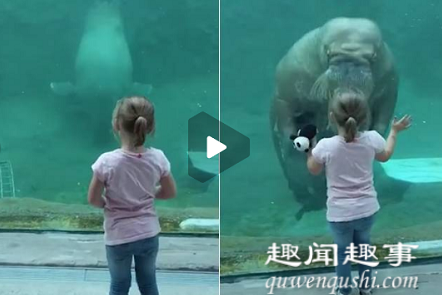 日前,一小女孩在水族馆内隔着玻璃观赏海象,海象慢慢游向了她,随后一个举动令