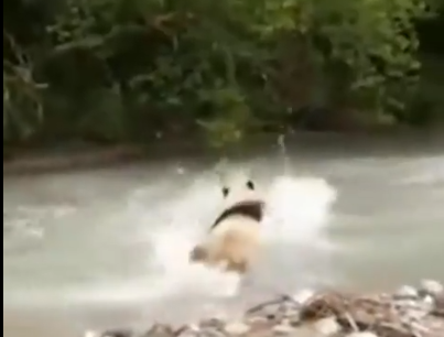 大熊猫河里冲浪上演国宝式狗刨 具体是怎么回事?