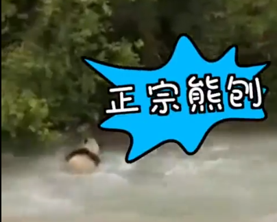 大熊猫河里冲浪上演国宝式狗刨 画面曝光实在太搞笑了