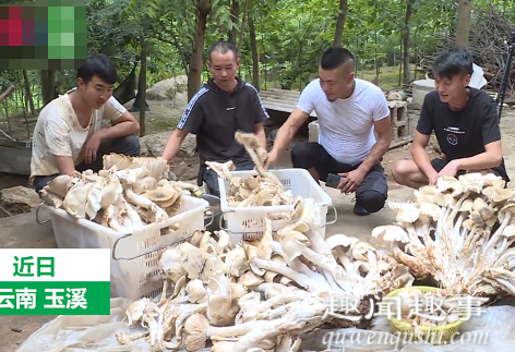 云南村民捡到312斤巨型野生菌 具体是什么情况?
