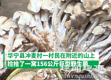 云南村民捡到312斤巨型野生菌 画面曝光实在令人震惊