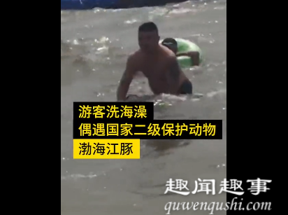 8月3日,辽宁绥中。游客在东戴河海滨浴场洗海澡时,被一只江豚撞到吓了一跳。