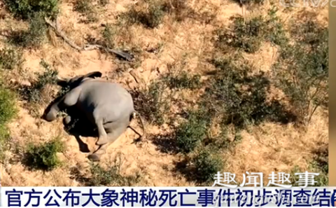 博茨瓦纳数百头大象神秘死亡 死亡原因可能与新冠有关