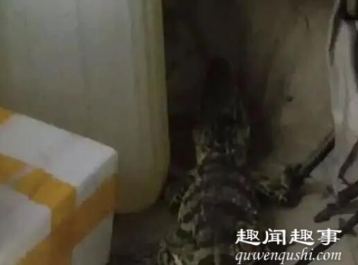 7月31日,浙江一男子半夜醒来,发现家里过道上有条长尾巴,定睛一看吓得报警。