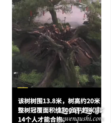 广东1100多岁古榕树倒塌 为什么突然倒塌?